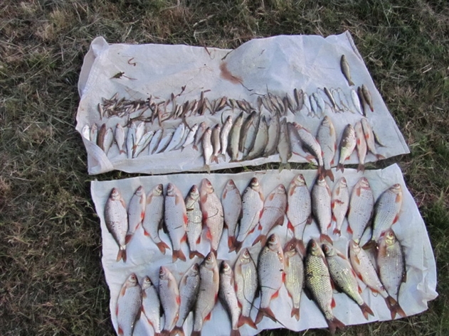 В Сморгонском районе отходы завода вызвали массовую гибель рыбы