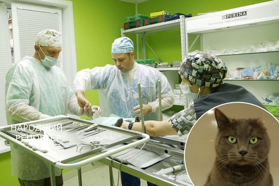 В Лиде впервые в стране протезировали коту лапу