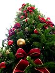 22 новогодние ёлки решено установить в декабре в Гродно