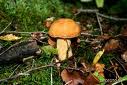 Аномальная зима: Жительница Волковыска собрала в лесу грибы